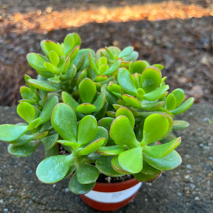 age of jade plant Jade Plant – Lichtenfelt's