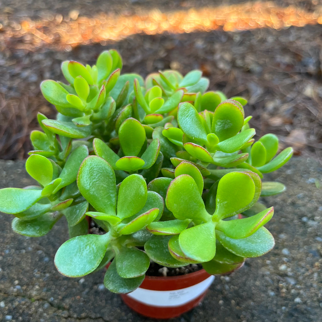 Jade Plant