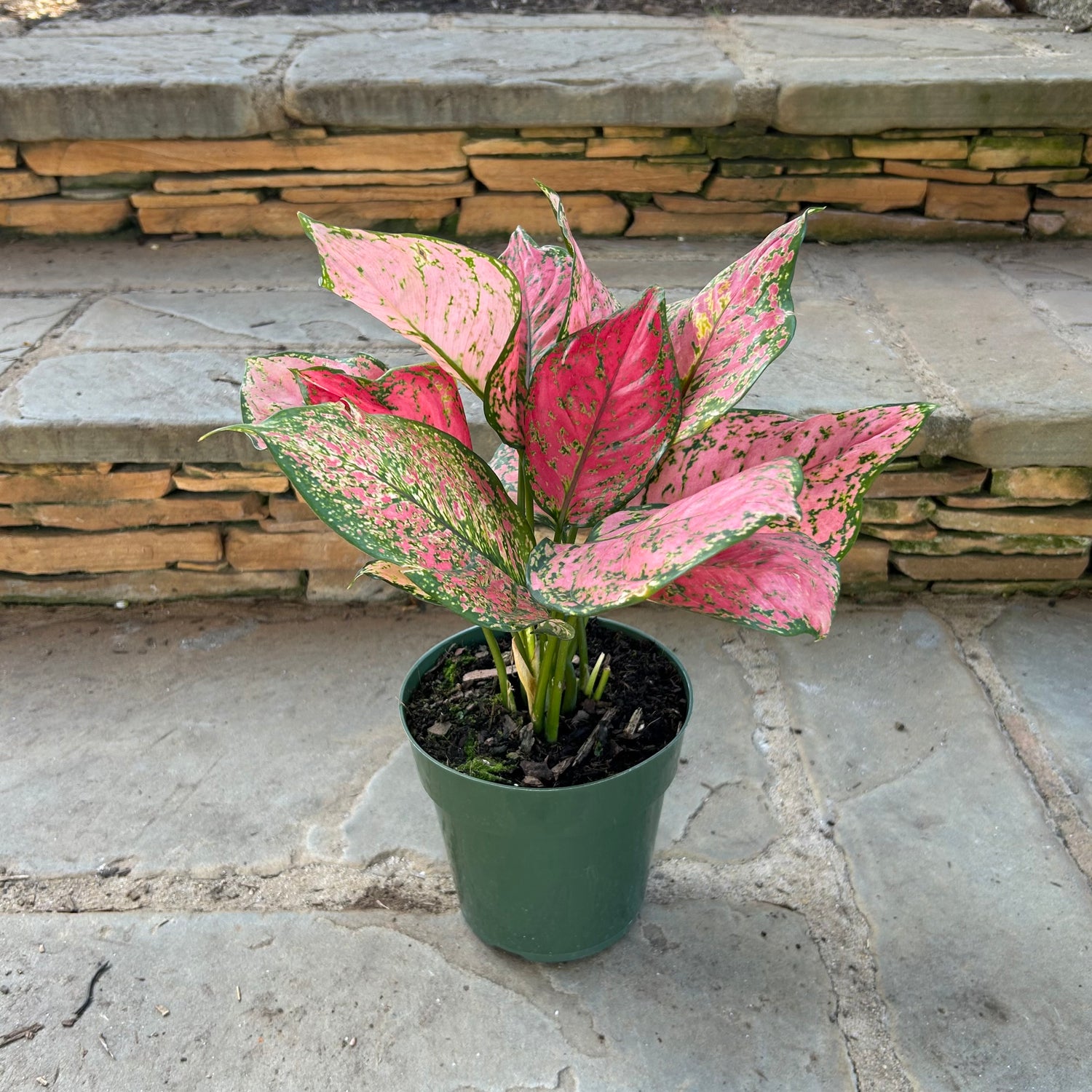 Red Valentine Aglaonema