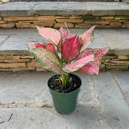 Red Valentine Aglaonema