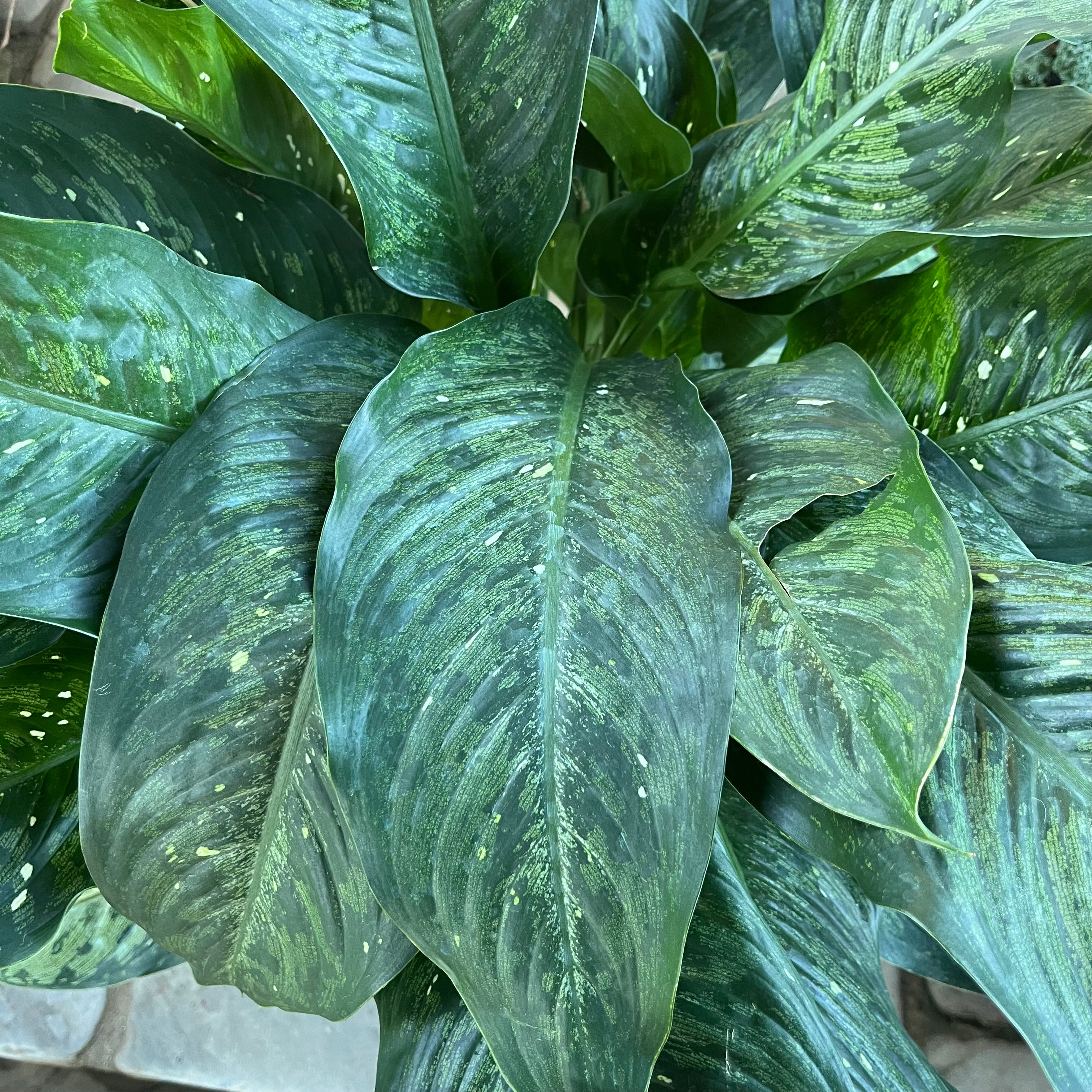 Dieffenbachia Memoria Corsii