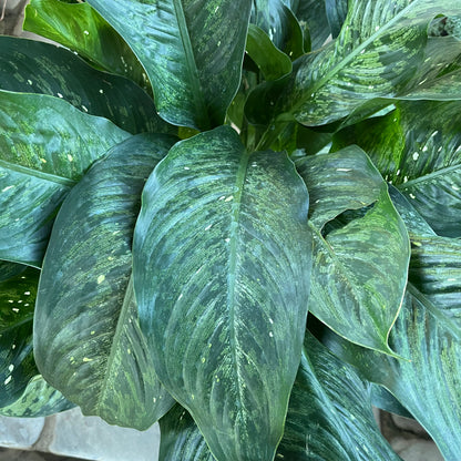 Dieffenbachia Memoria Corsii