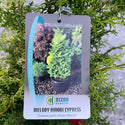 Melody Hinoki Cypress 6 Gal