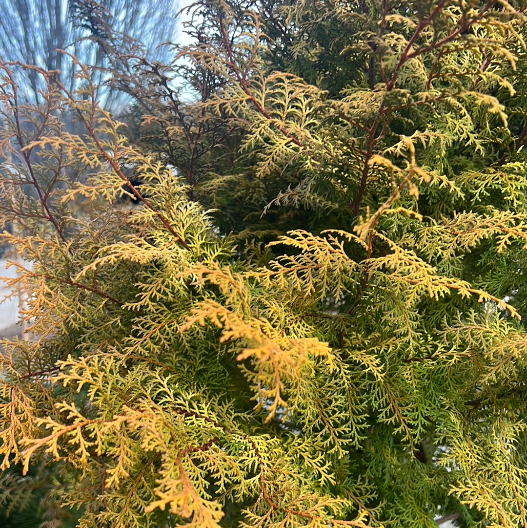 Spirited Hinoki Cypress