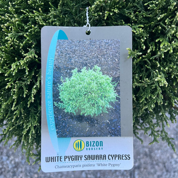 White Pygmy Cypress 3 Gal