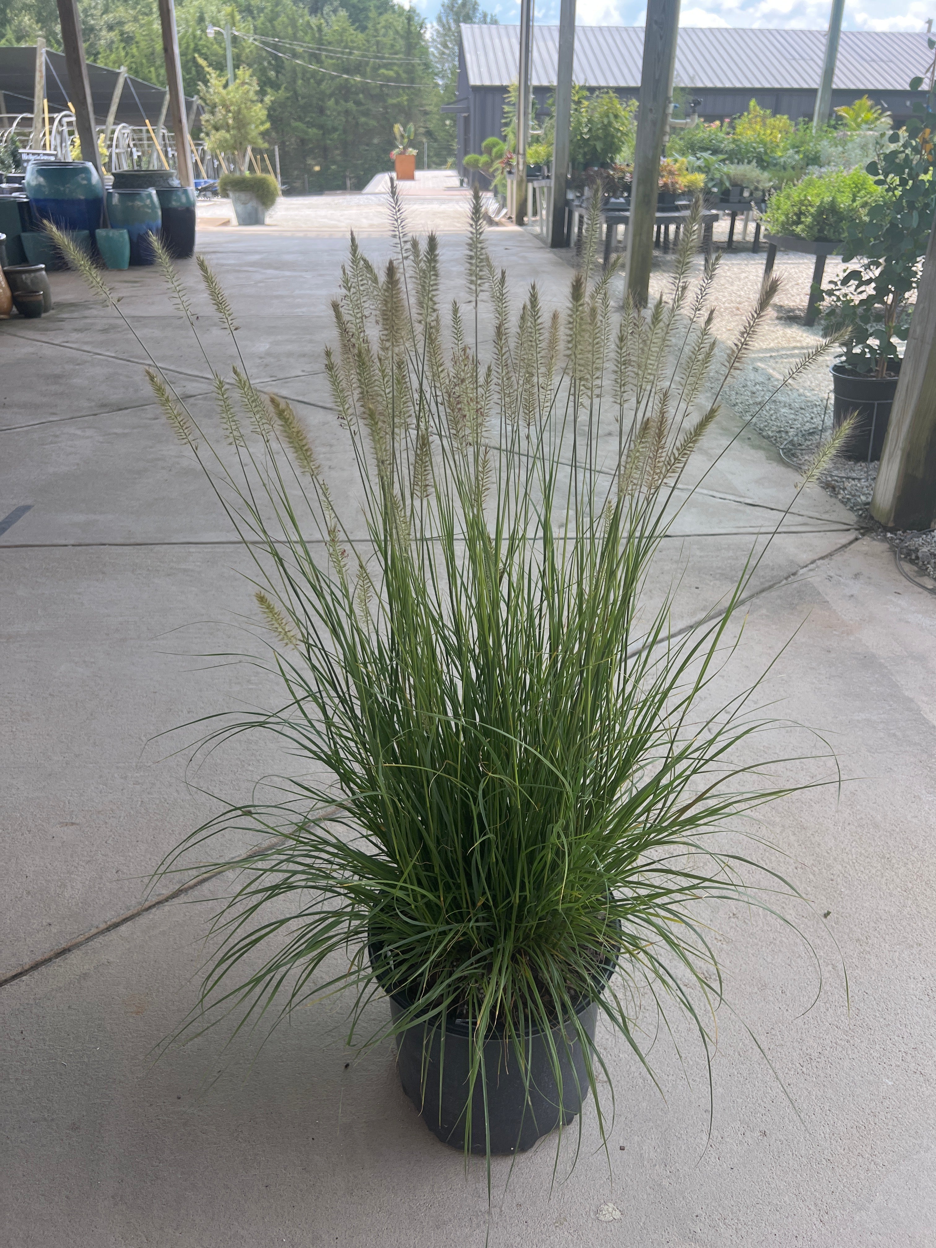 Hameln Dwarf Fountain Grass 3 Gal