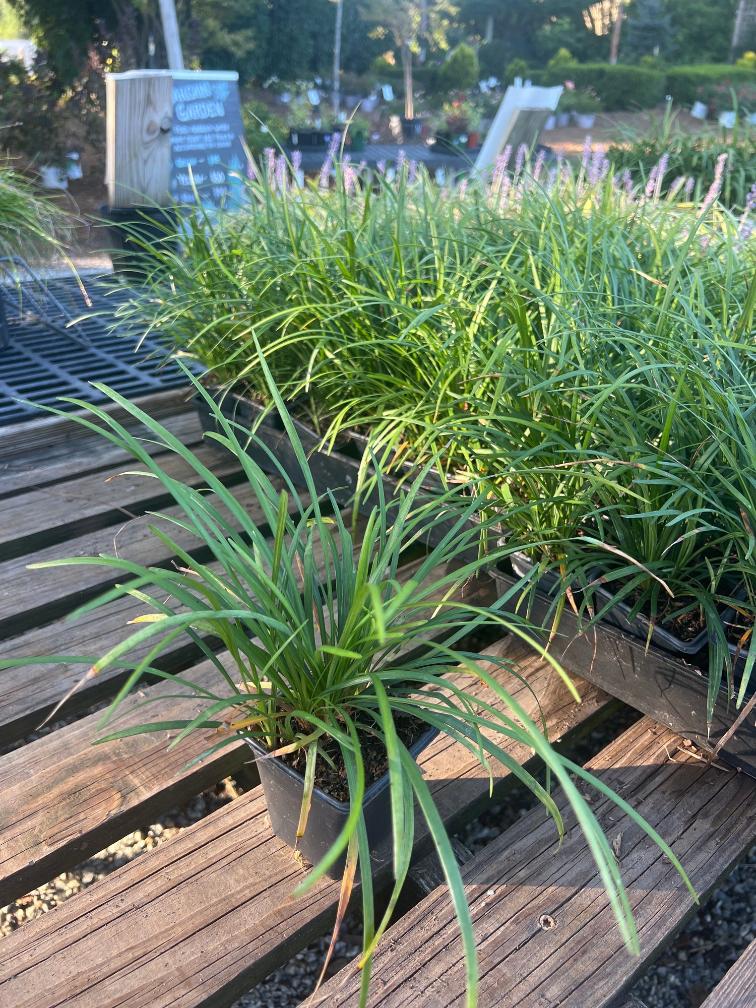 Spicata Liriope 4&quot;