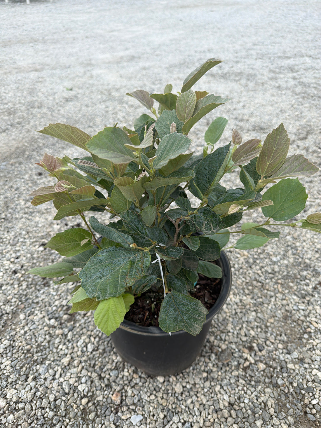 Blue Shadow Fothergilla