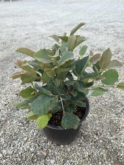 Blue Shadow Fothergilla