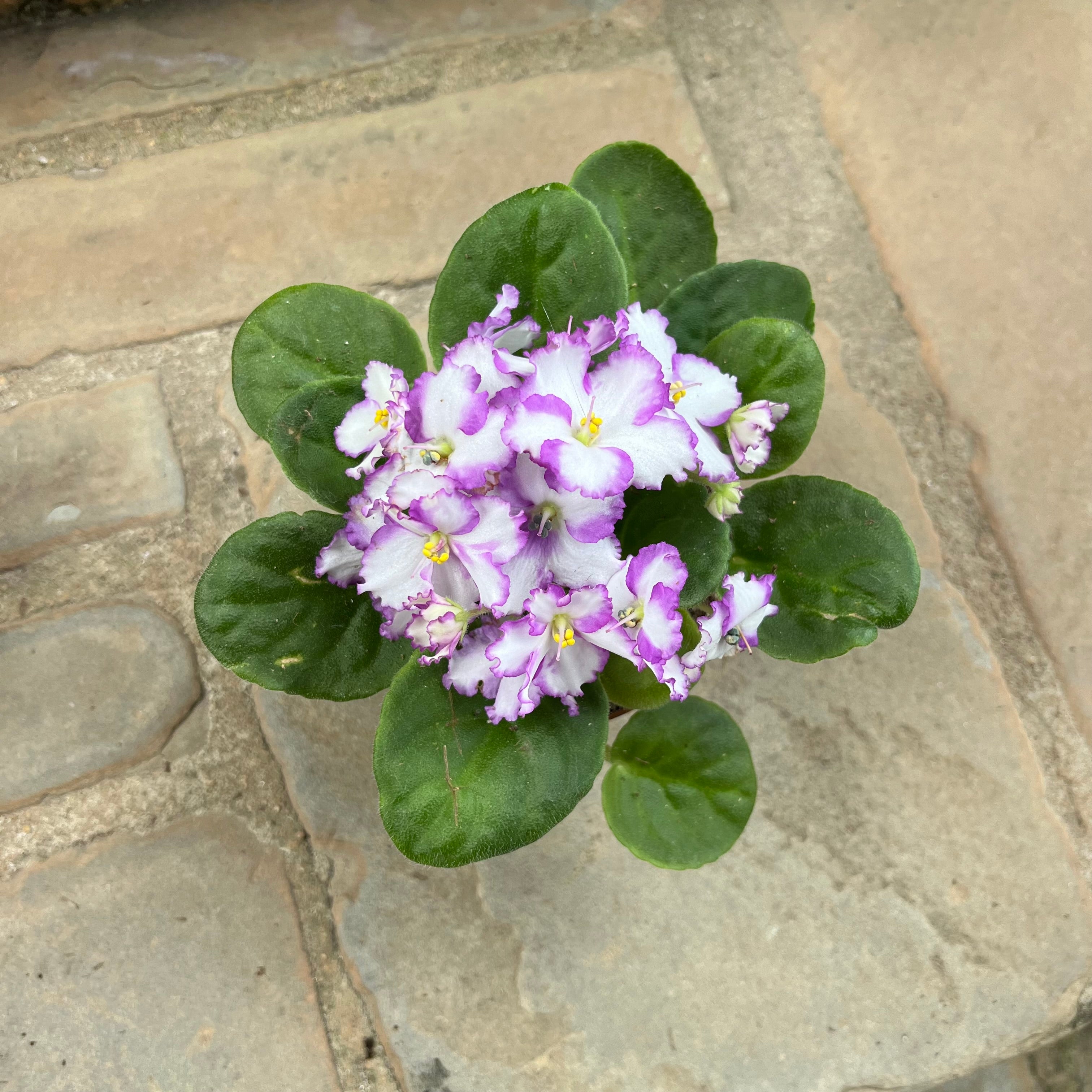 African Violet