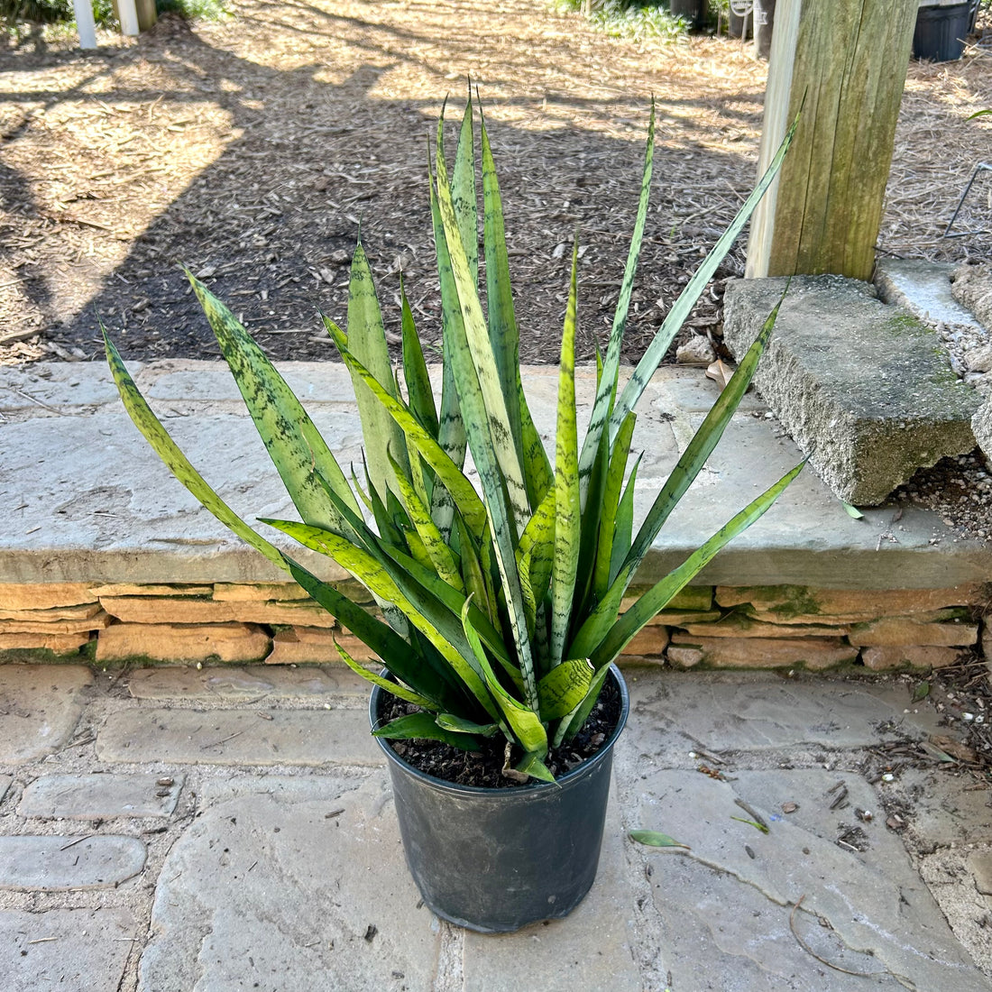 Sansevieria Zeylonica