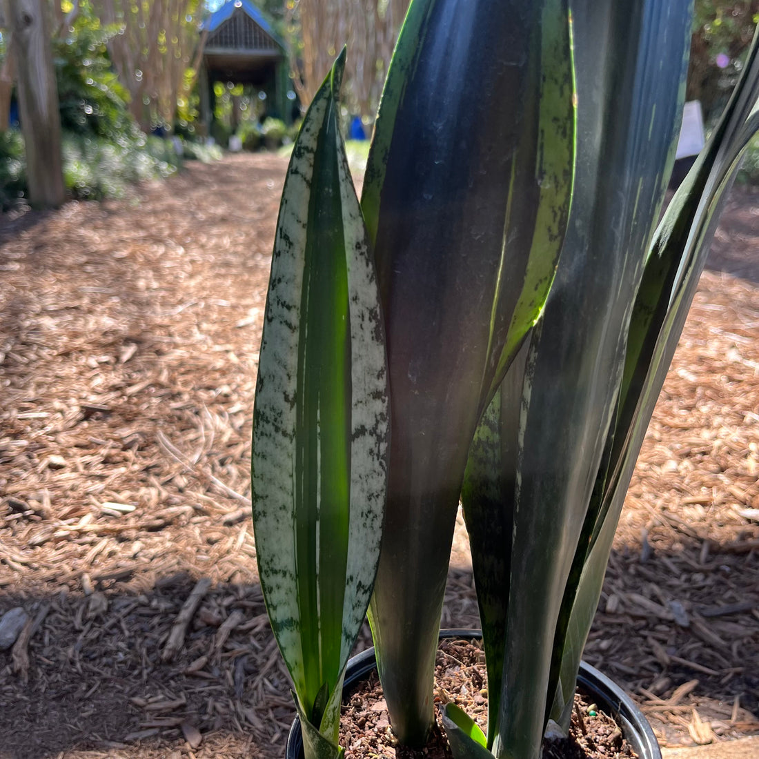 Silver Flame Sansevieria