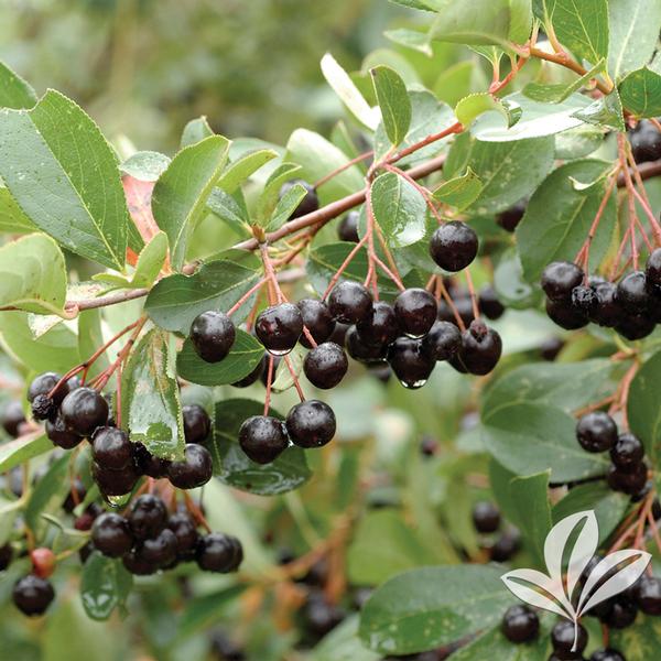 Autumn Magic Aronia