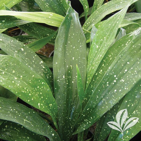 Milky Way Aspidistra