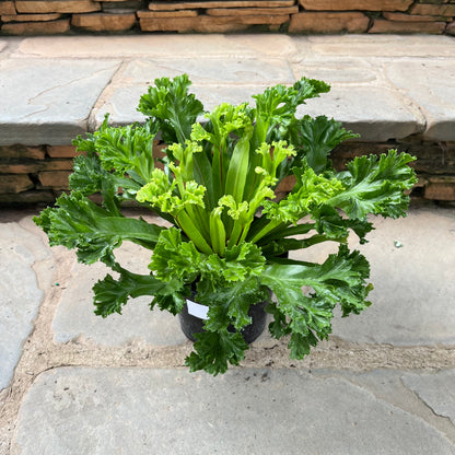 Leslie Bird’s Nest Fern