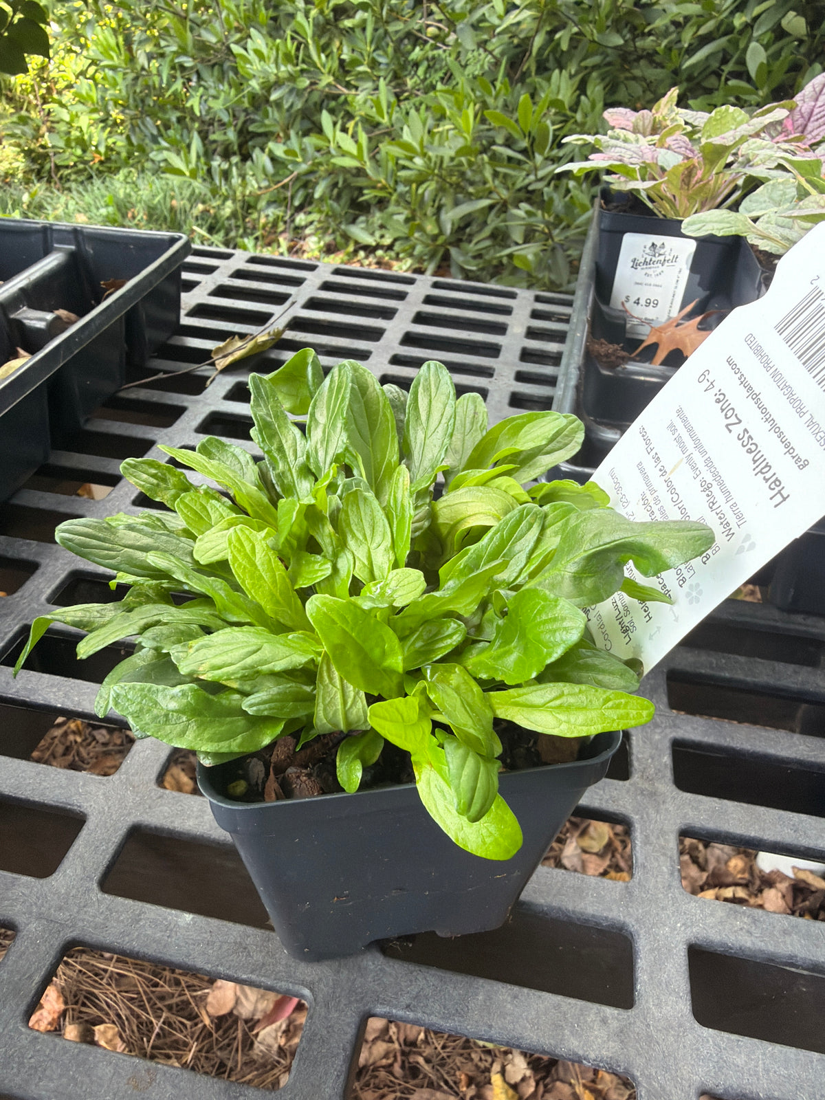 Cordial Canary Ajuga
