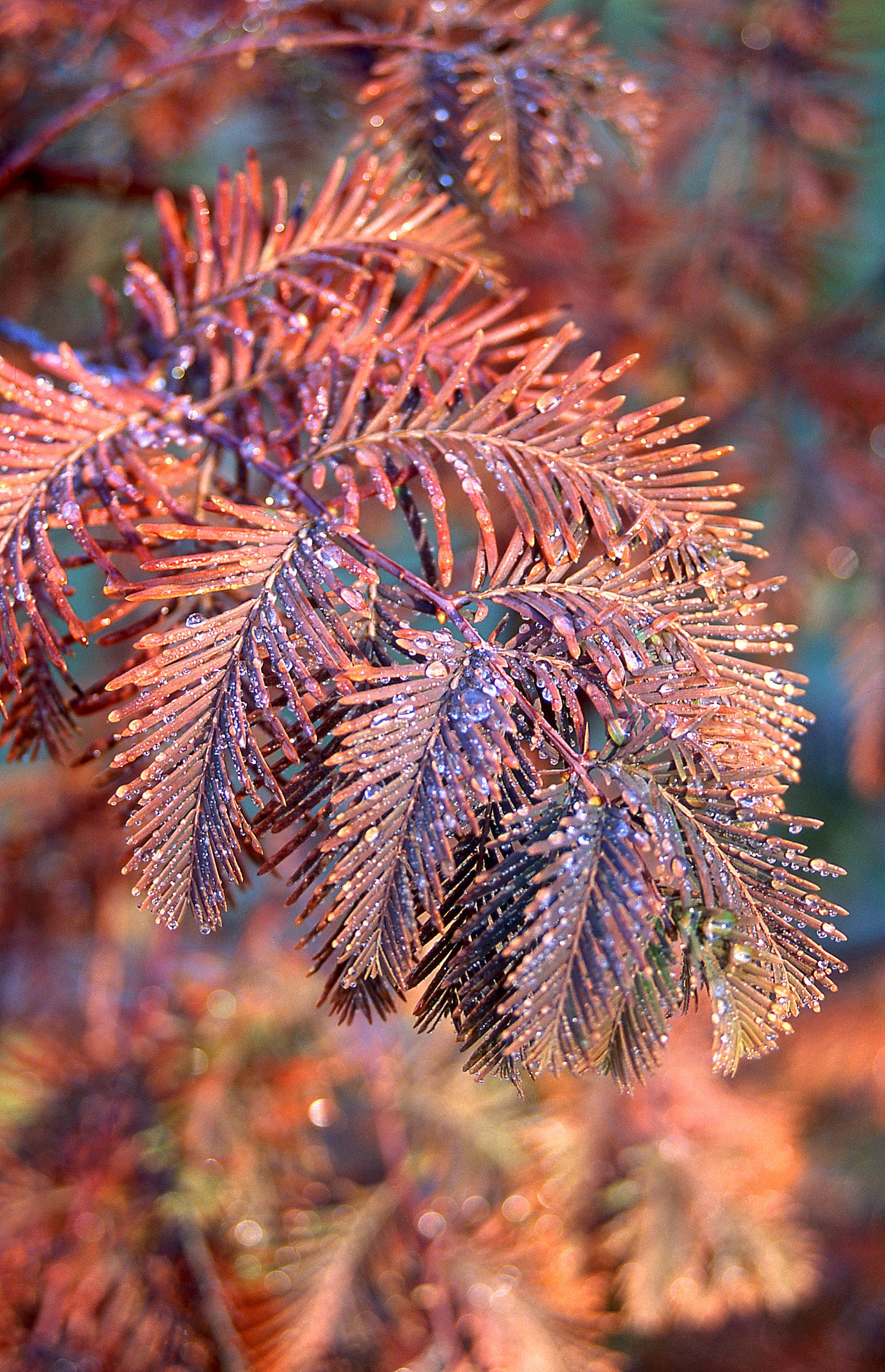 Dawn Redwood