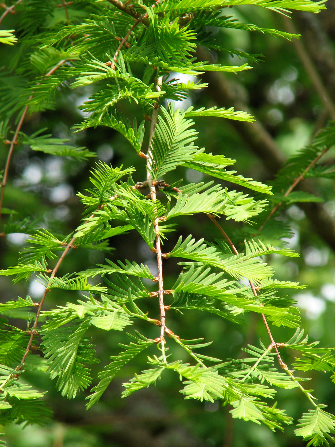 Dawn Redwood