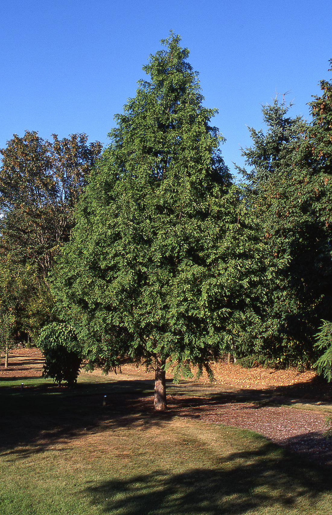 Dawn Redwood