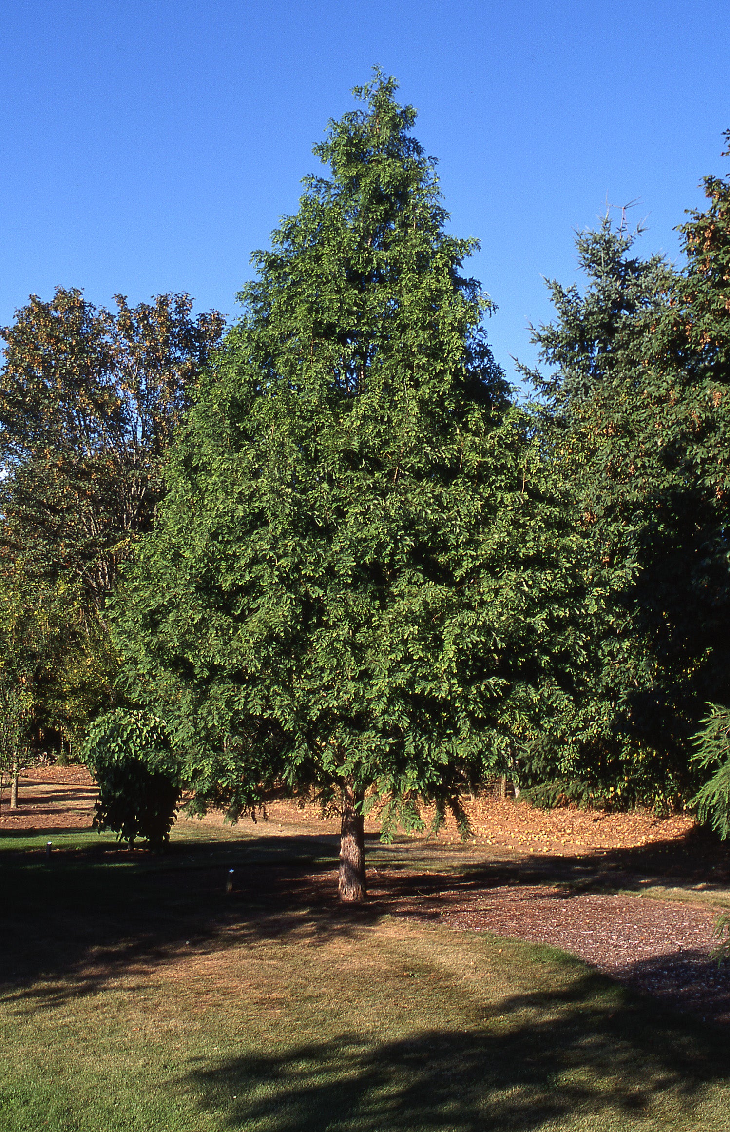 Dawn Redwood