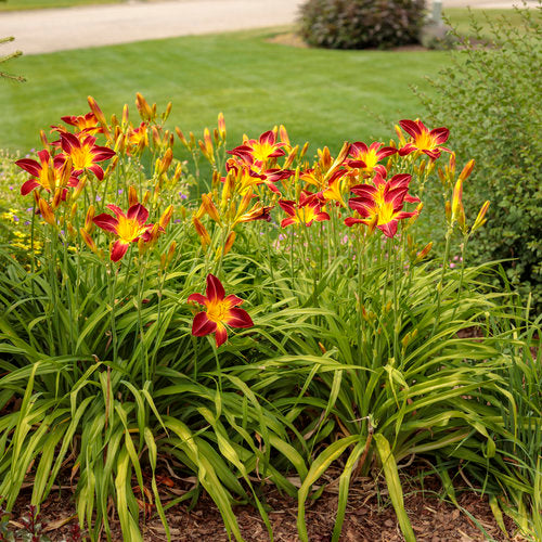 Daylily