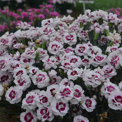 Dianthus
