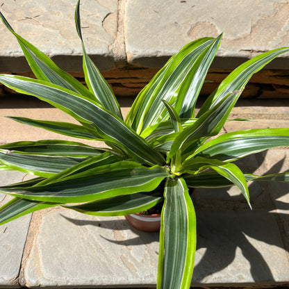 Lemon Lime Dracena