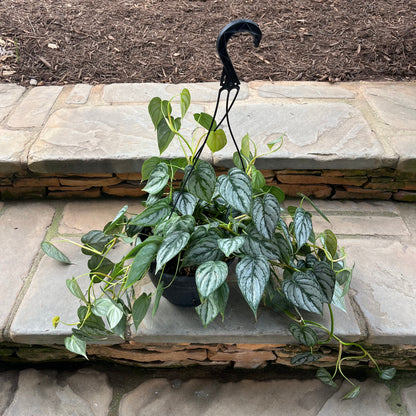caring for an philodendron brandtianum Philodendron Brandtianum – Lichtenfelt's