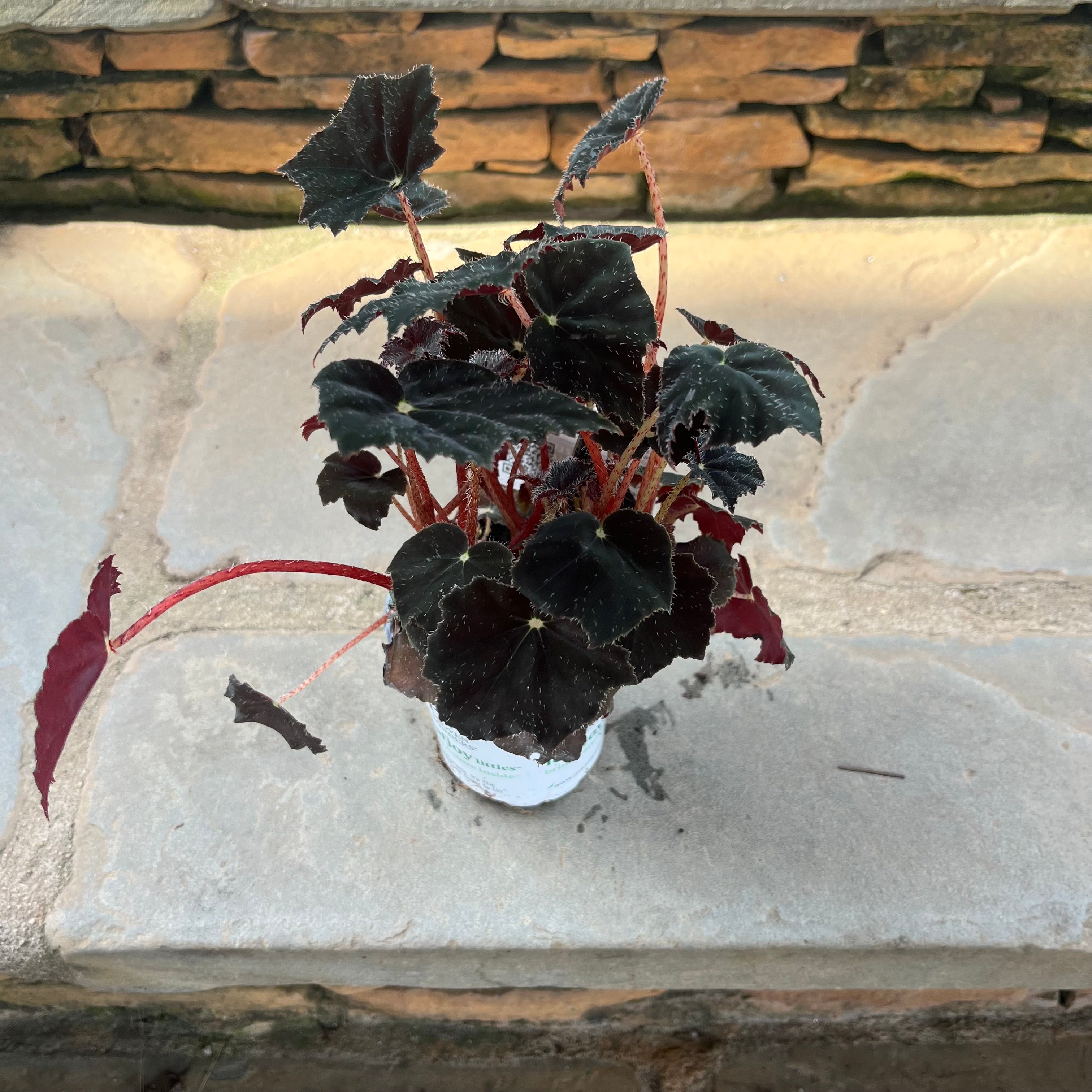 Black Velvet Begonia