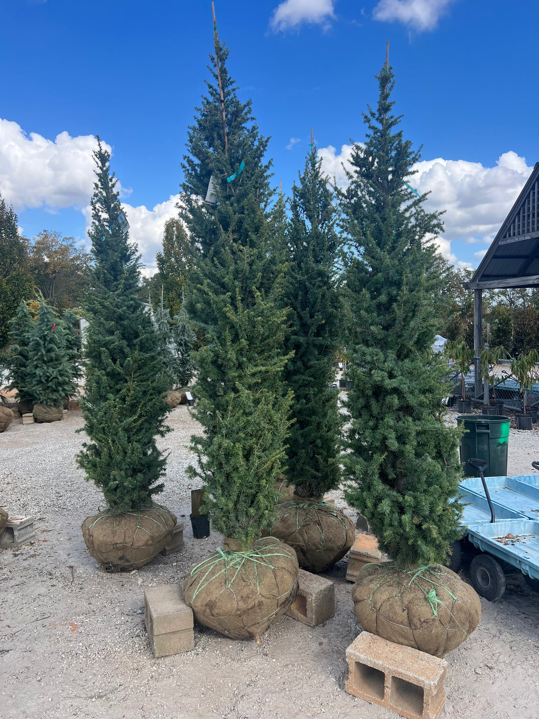 Upright Blue Atlas Cedar