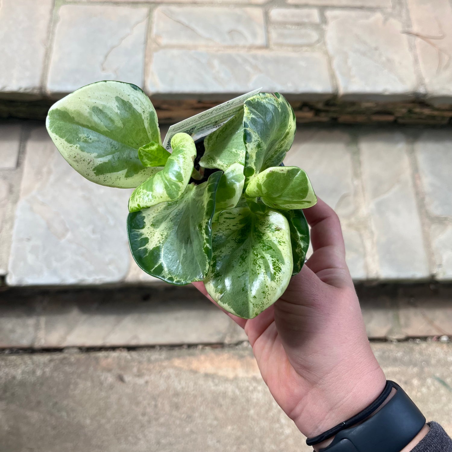 Salt and Pepper Peperomia