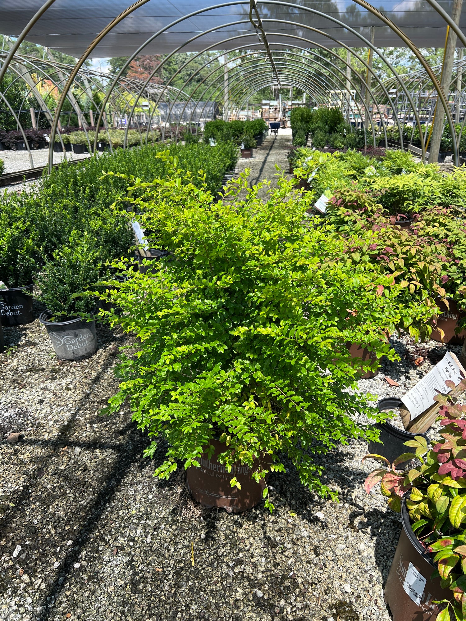 Sunshine Ligustrum 2&amp;3 Gal