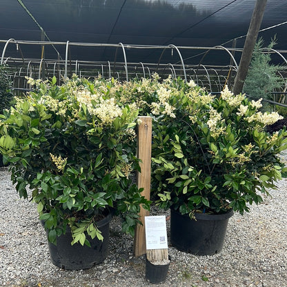 Wax Leaf Ligustrum 15 Gal