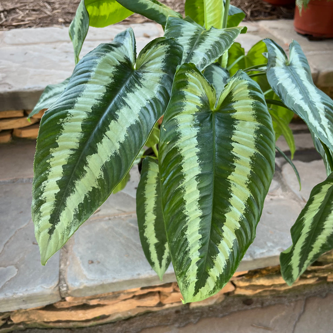 Gothic Schismatoglottis