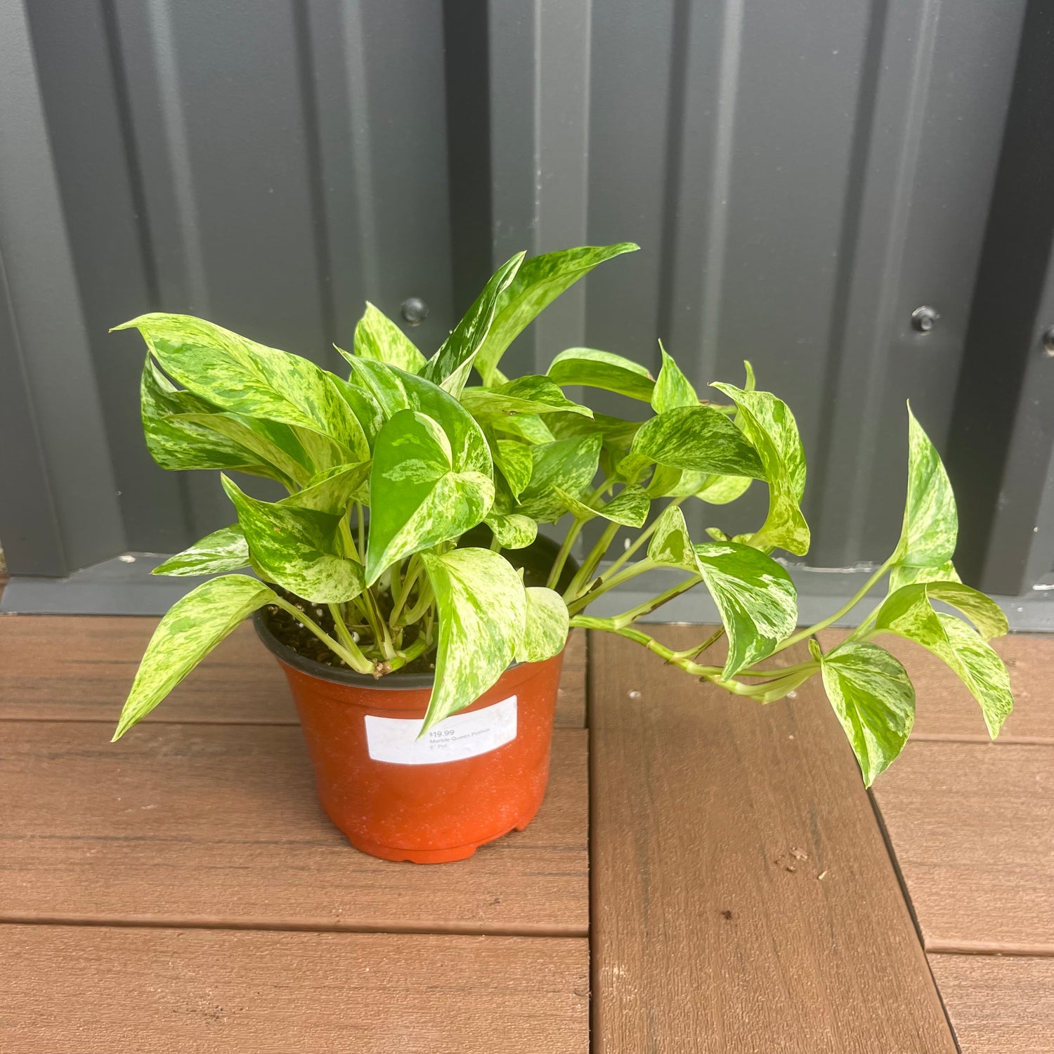 Marble Queen Pothos