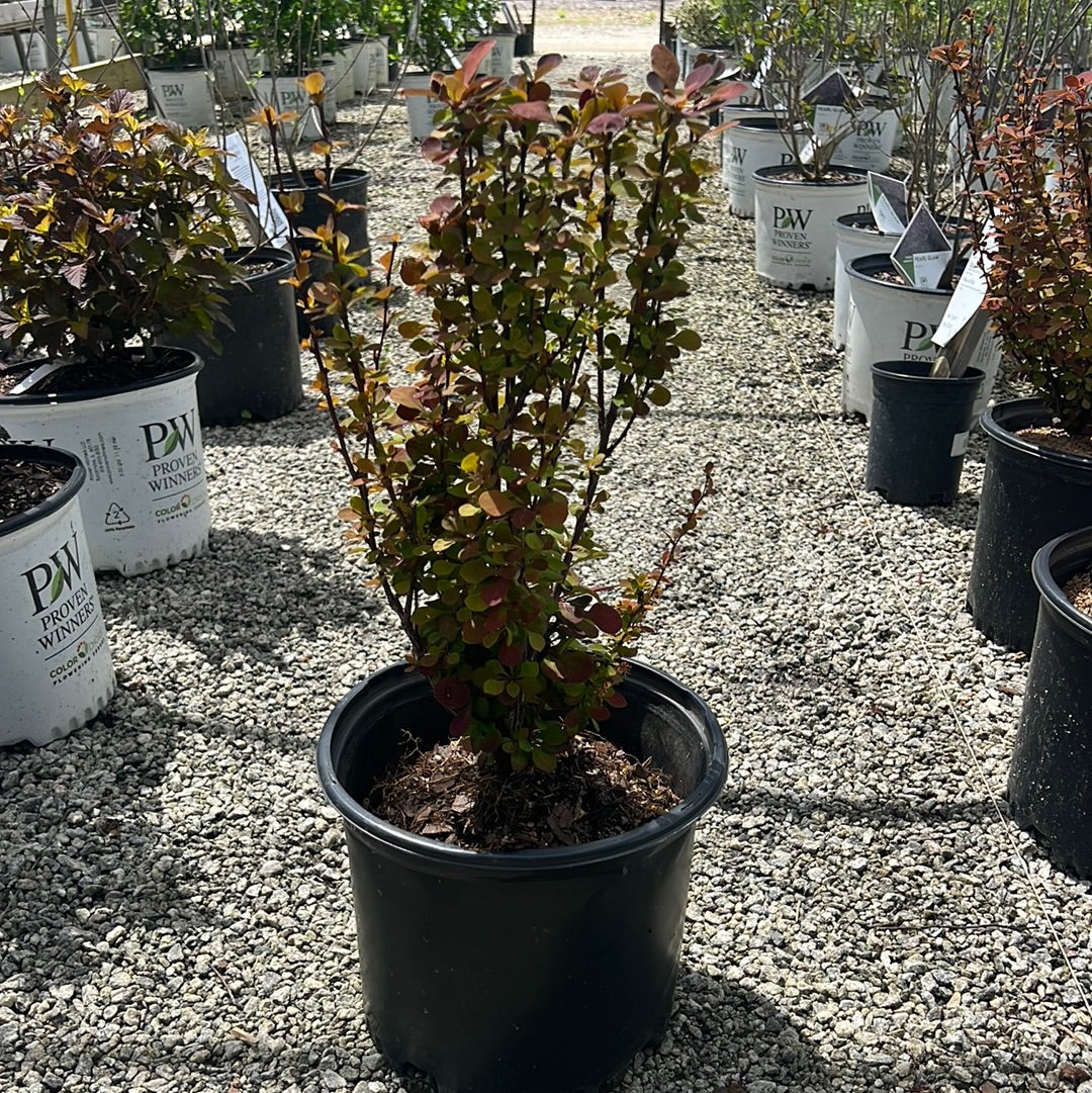 Orenge Roket Orange Rocket Barberry