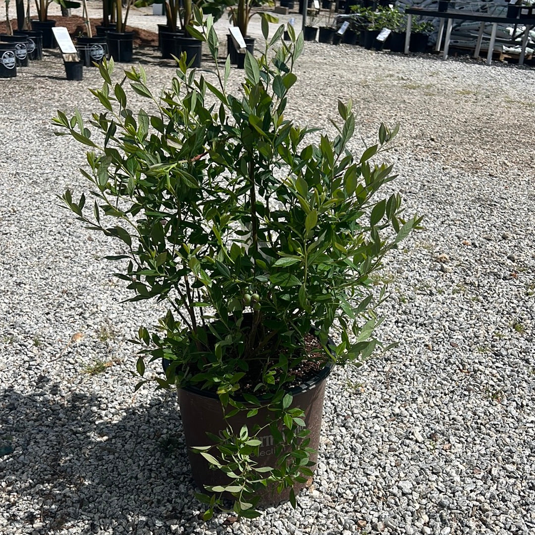 Hello Darlin’ Blueberry