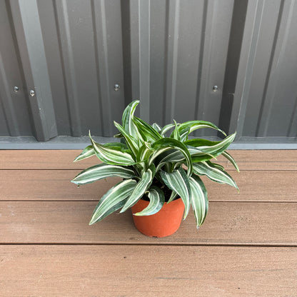 jade jewel dracaena Jade Jewel Dracena – Lichtenfelt's