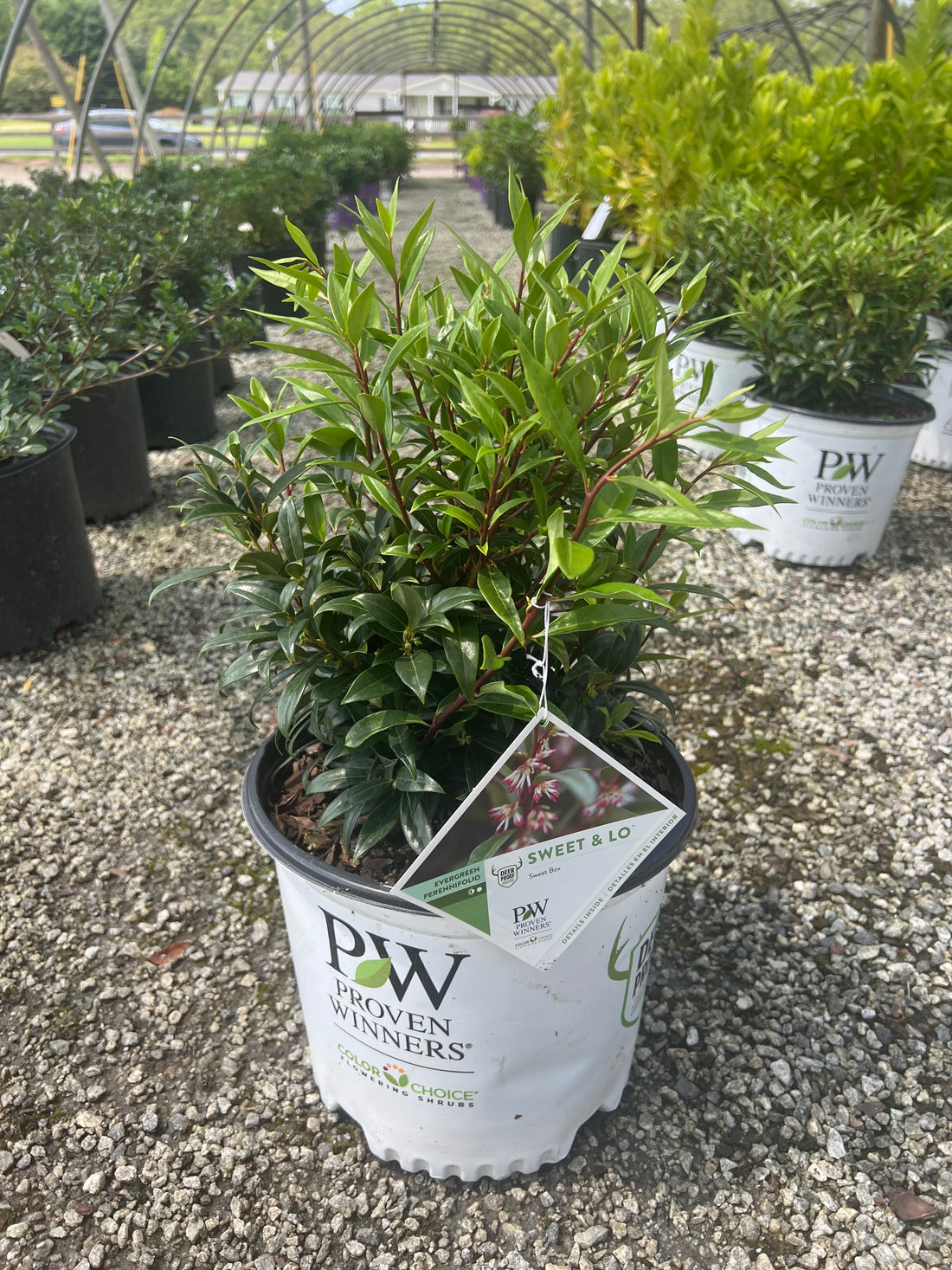 Sweet &amp; Lo Sweetbox