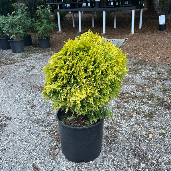 Amber Glow Arborvitae 3 Gal