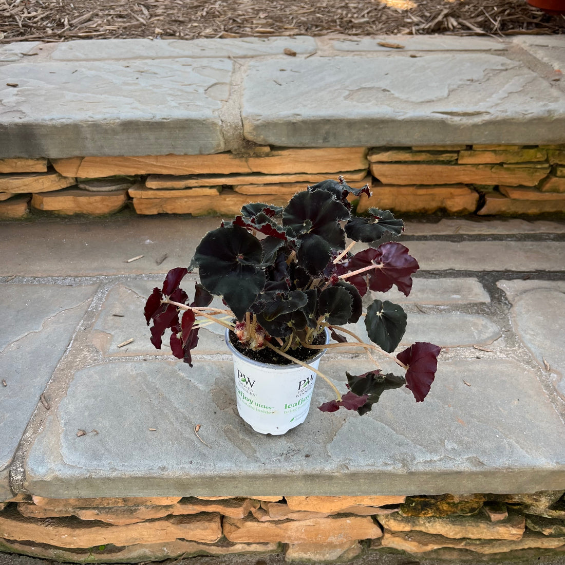 Black Mamba Begonia