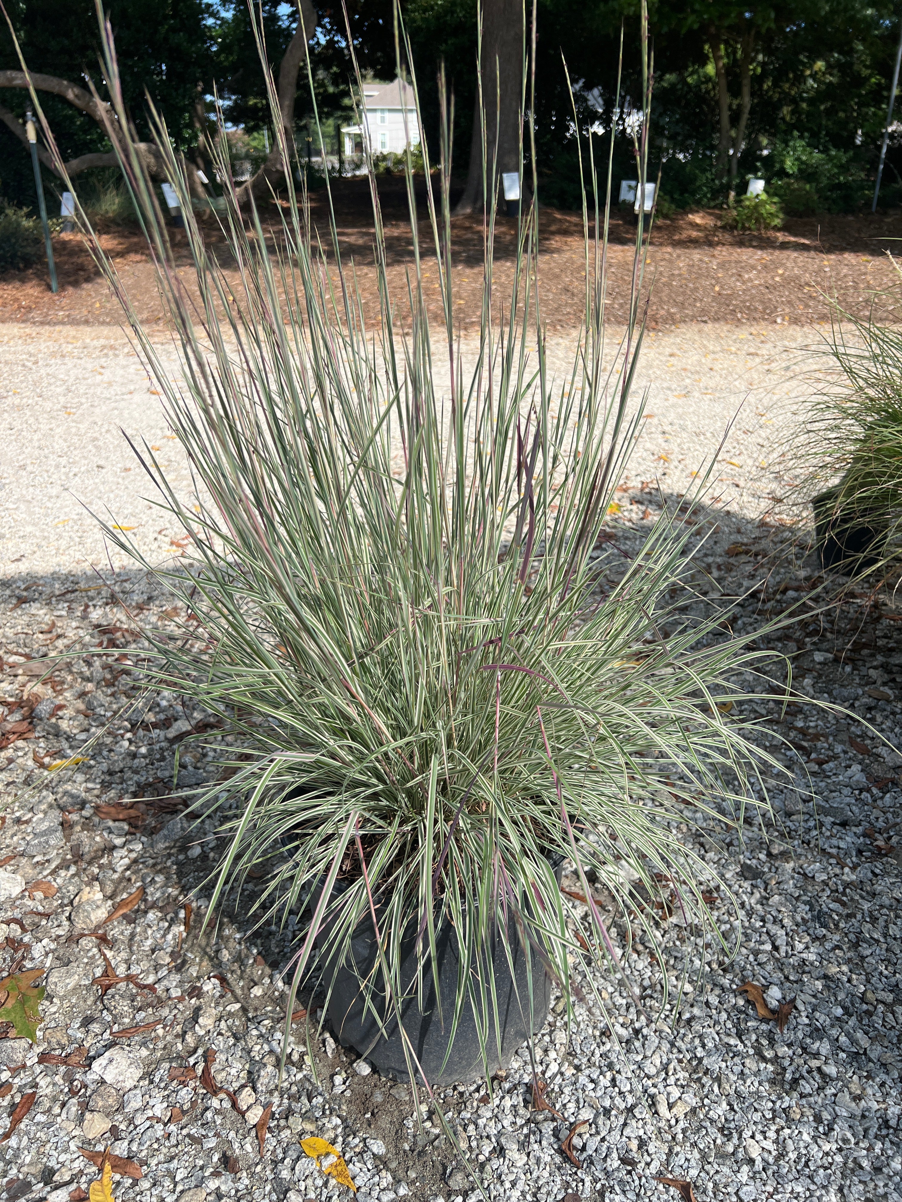 Chameleon Bluestem Grass 3 Gal