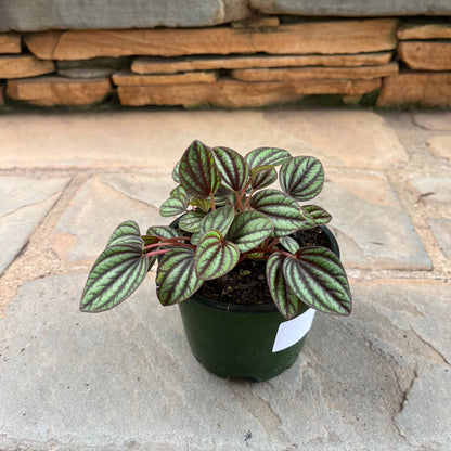 Piccolo Peperomia