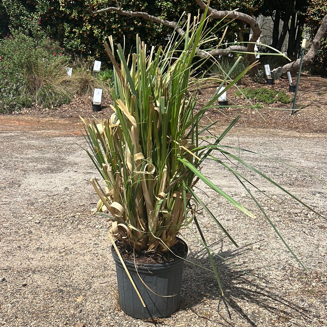 Tall Pampas Grass 3 Gal