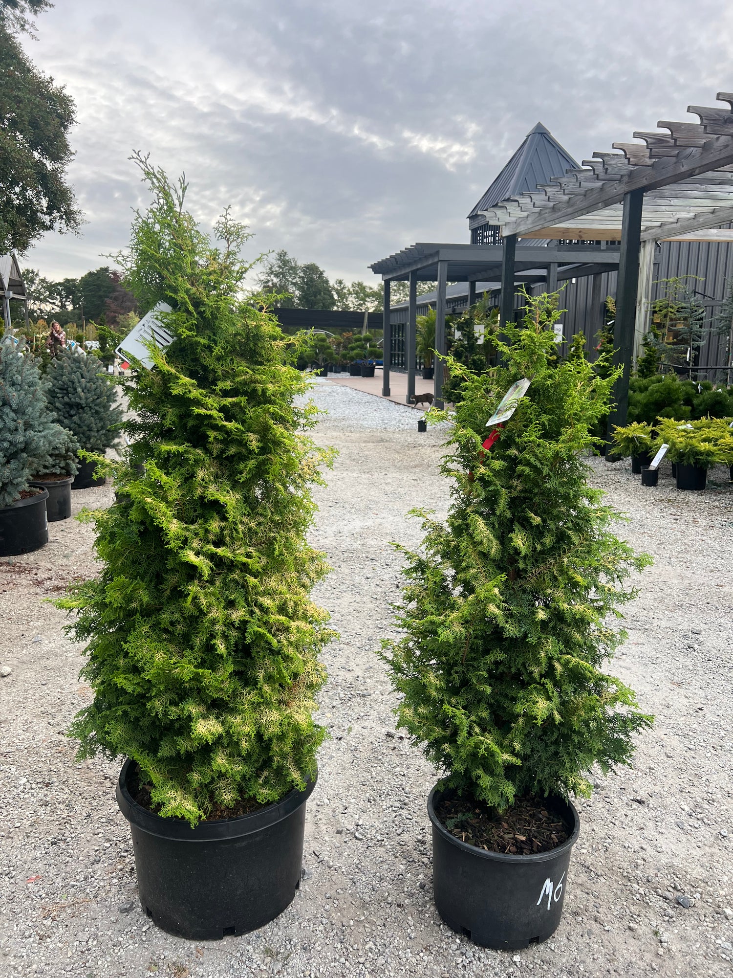 Melody Hinoki Cypress