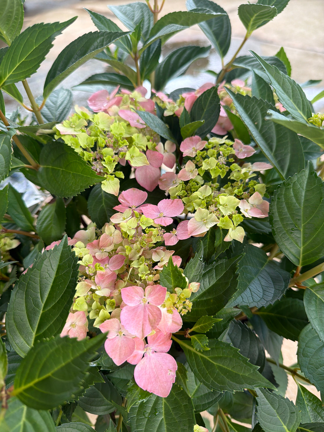 Fairytrail Fresco Hydrangea