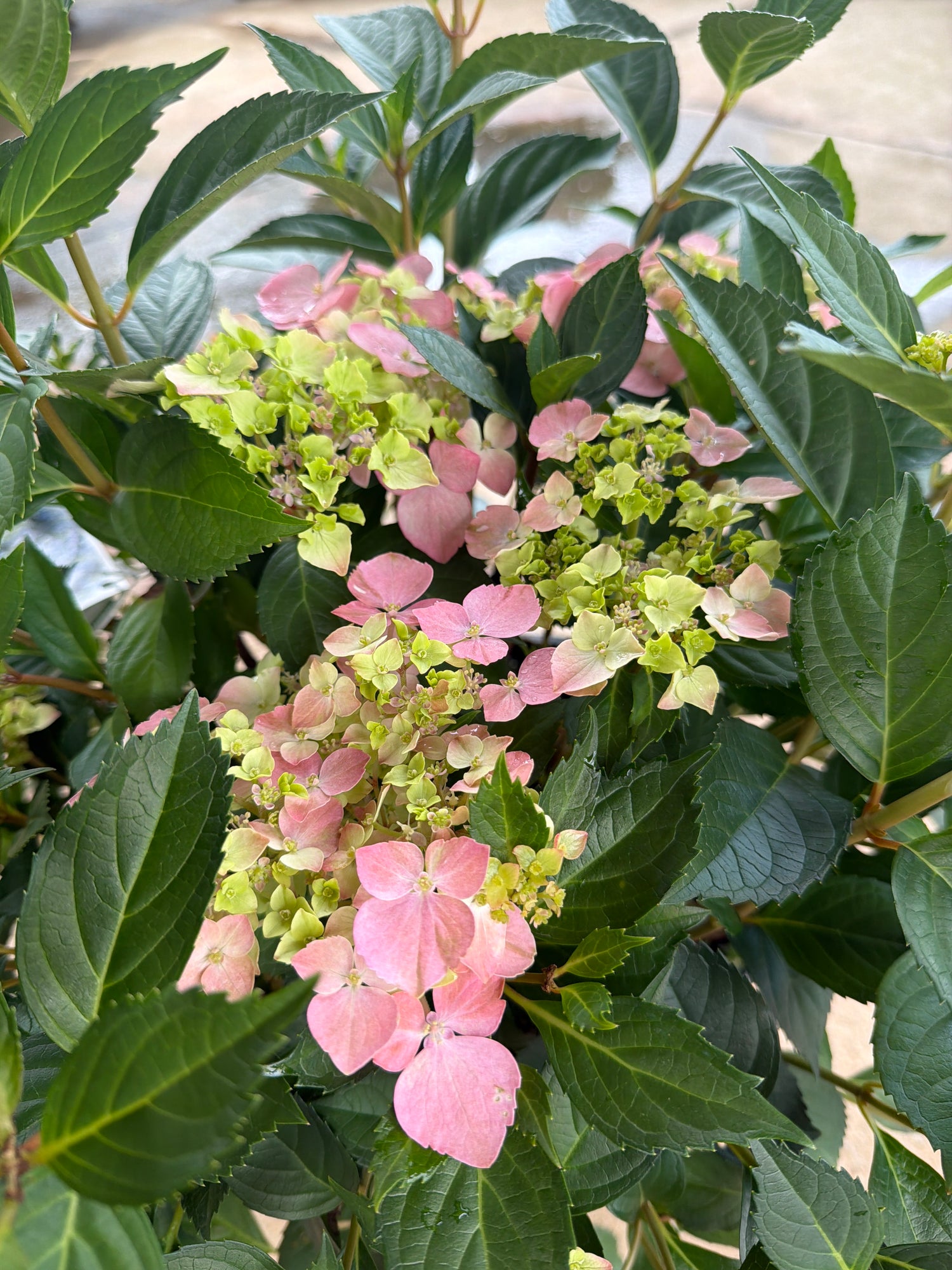 Fairytrail Fresco Hydrangea