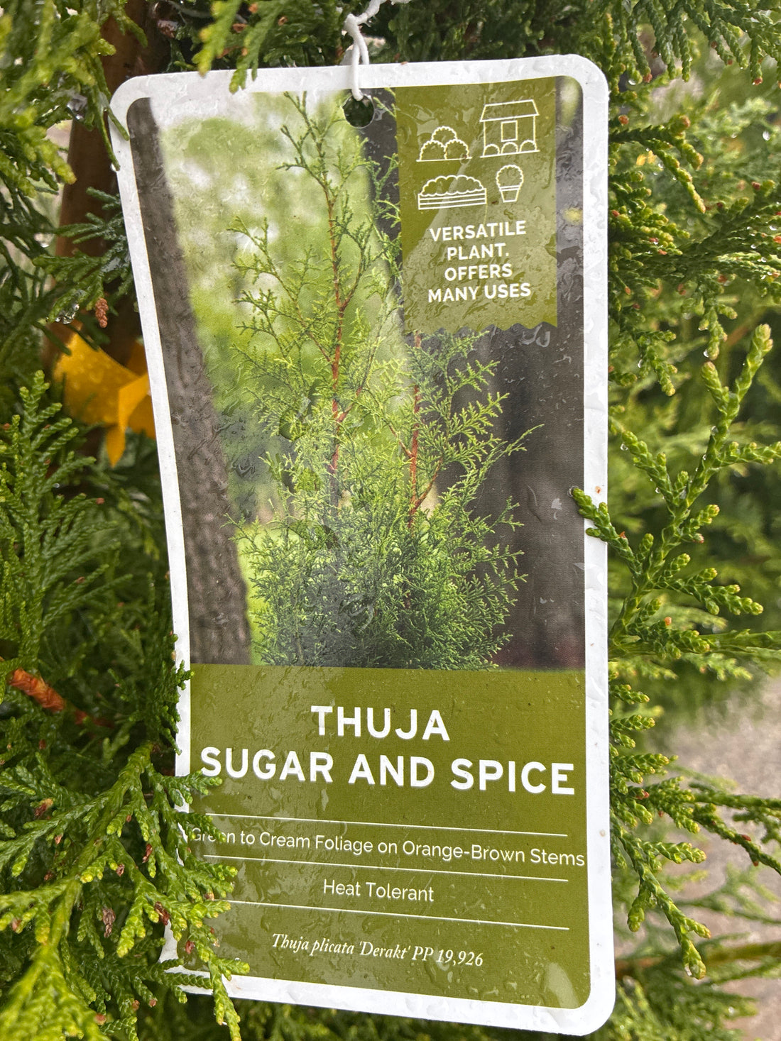 Sugar &amp; Spice Arborvitae