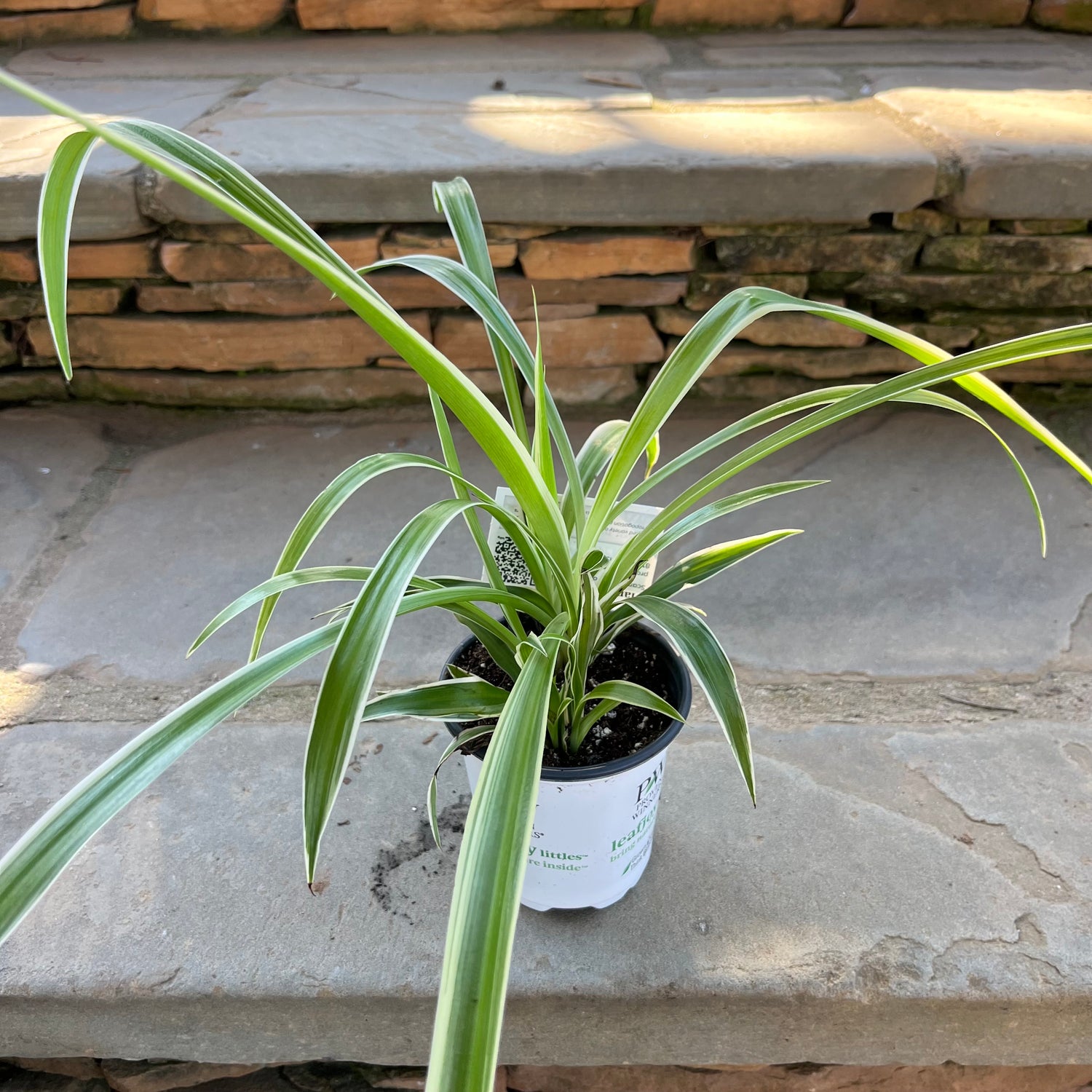 Pixie Punk Spider Plant