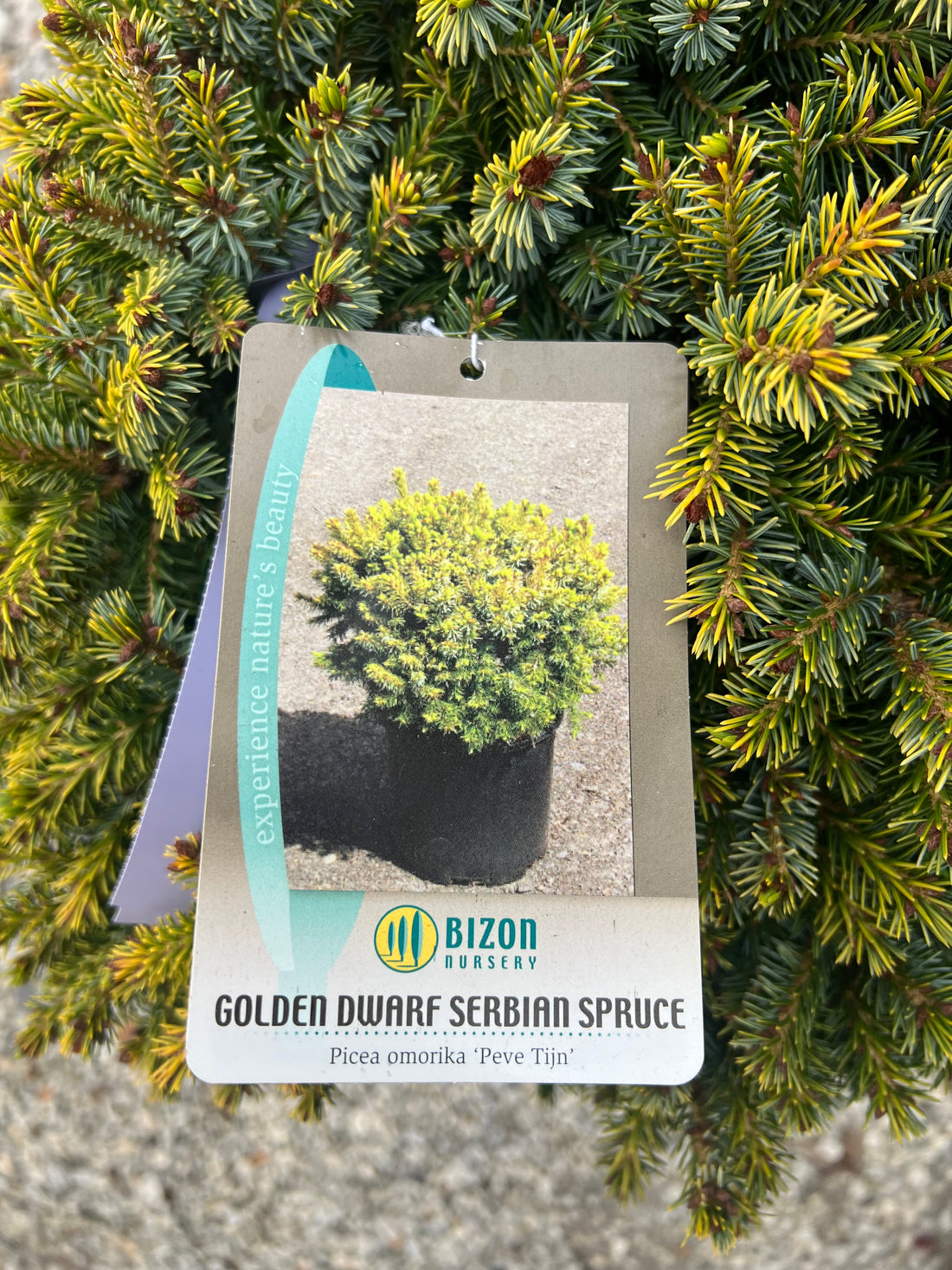 Peve Tijn Serbian Spruce